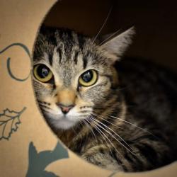 Shelter Stray Female Cat last seen N Marcum and N Columbia, OR, 1700 W Historic Columbia River Hwy, Troutdale, OR 97060, USA