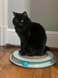Reunited Female Cat last seen Military road and Nelly Curtis, Arlington, VA 22207