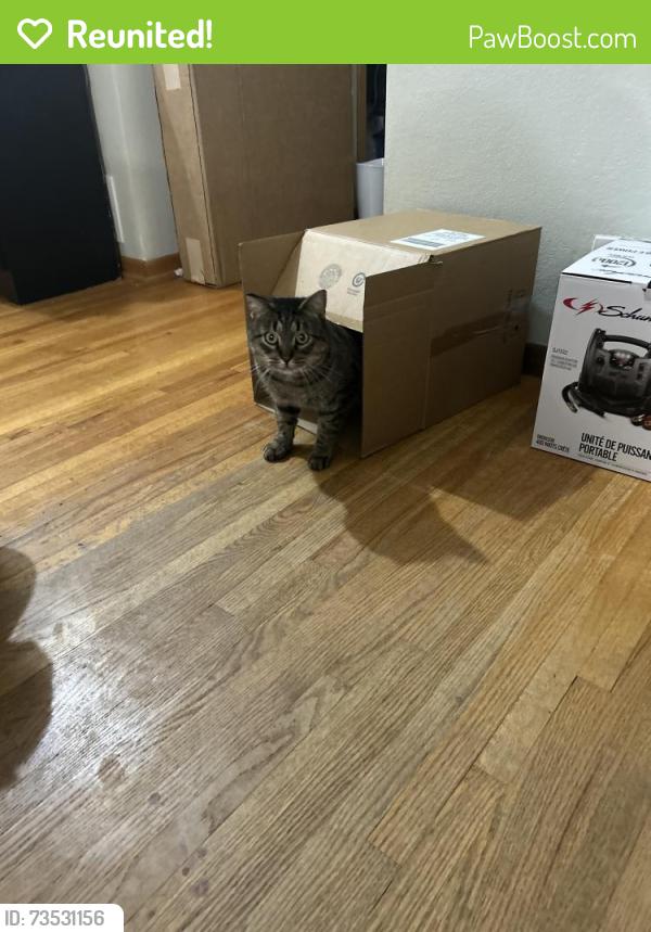 Reunited Male Cat last seen Marion Street and Maple, Roseville, MN 55113