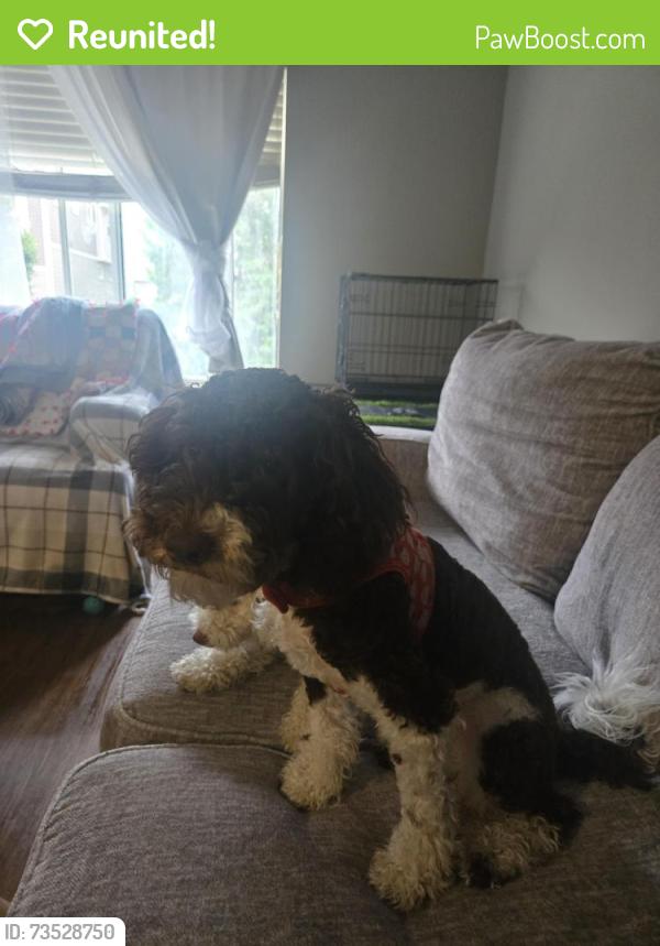 Reunited Male Dog last seen Yamaha golf, Burnsville, MN 55337