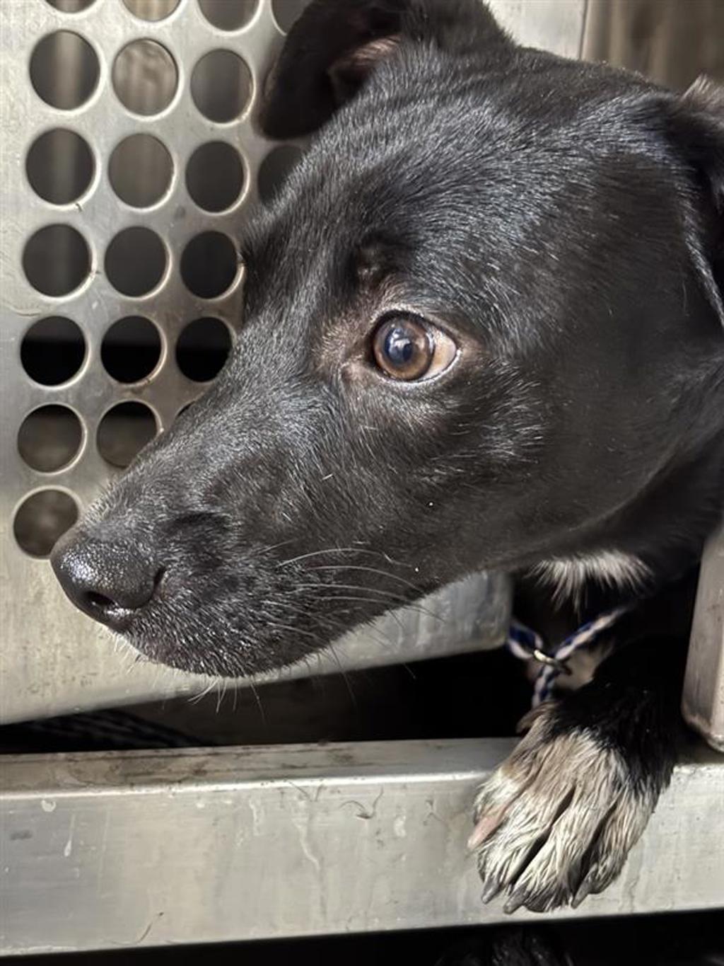 Shelter Stray Unknown Dog last seen TX, 7201 Levander Loop bldg a, Austin, TX 78702, USA
