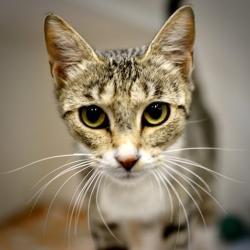 Shelter Stray Female Cat last seen SE 118th Ave & SE Raymond St, PORTLAND, OR, 97266, 1700 W Historic Columbia River Hwy, Troutdale, OR 97060, USA