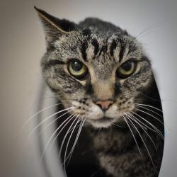 Shelter Stray Female Cat last seen SE Evans and Sweetbriar, TROUTDALE, OR, 97060, 1700 W Historic Columbia River Hwy, Troutdale, OR 97060, USA