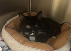 Shelter Stray Male Cat last seen SE 17th ave and SE Division st, OR, 1700 W Historic Columbia River Hwy, Troutdale, OR 97060, USA