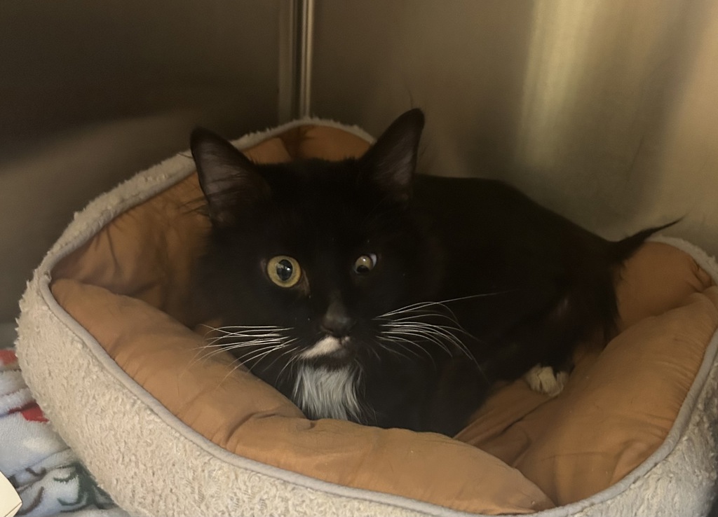 Shelter Stray Male Cat last seen SE 17th ave and SE Division st, OR, 1700 W Historic Columbia River Hwy, Troutdale, OR 97060, USA