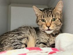 Shelter Stray Female Cat last seen in basement of 1271 Havermeyer Avenue, BRONX, NY, 10462, 326 E 110th St, New York, NY 10029, USA