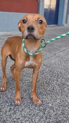 Shelter Stray Female Dog last seen Near Park Avenue, BRONX, NY, 10457, 326 E 110th St, New York, NY 10029, USA