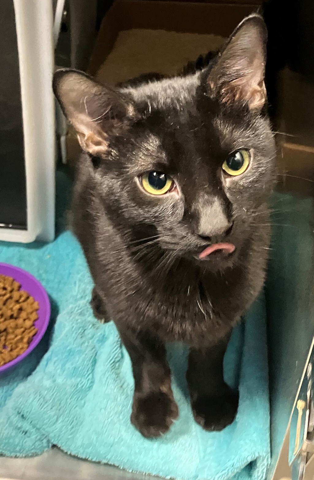Shelter Stray Male Cat last seen Near Veterans Road W, STATEN ISLAND, NY, 10309, 3139 Veterans Rd W, Staten Island, NY 10309, USA