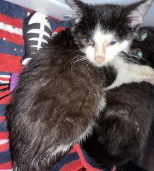 Shelter Stray Female Cat last seen Near St Pauls Avenue, STATEN ISLAND, NY, 10301, 3139 Veterans Rd W, Staten Island, NY 10309, USA