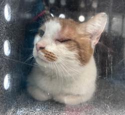 Shelter Stray Male Cat last seen Edenwald,Bronx near 1121 E 225th street, BRONX, NY, 10466, 326 E 110th St, New York, NY 10029, USA