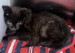 Shelter Stray Male Cat last seen Near St Pauls Avenue, STATEN ISLAND, NY, 10301, 3139 Veterans Rd W, Staten Island, NY 10309, USA