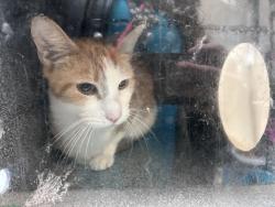 Shelter Stray Male Cat last seen Near Olinville Avenue, BRONX, NY, 10467, 326 E 110th St, New York, NY 10029, USA
