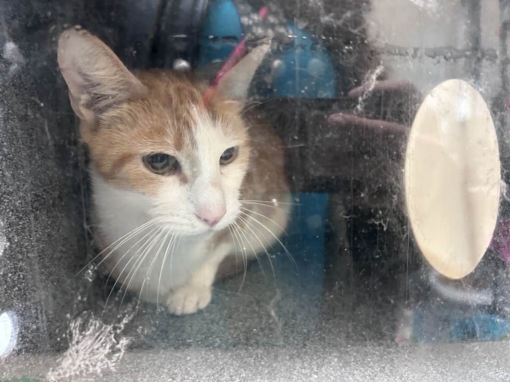 Shelter Stray Male Cat last seen Near Olinville Avenue, BRONX, NY, 10467, 326 E 110th St, New York, NY 10029, USA