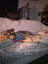 Lost Male Dog last seen S Union Ave / E White Ln, Bakersfield, CA 93307