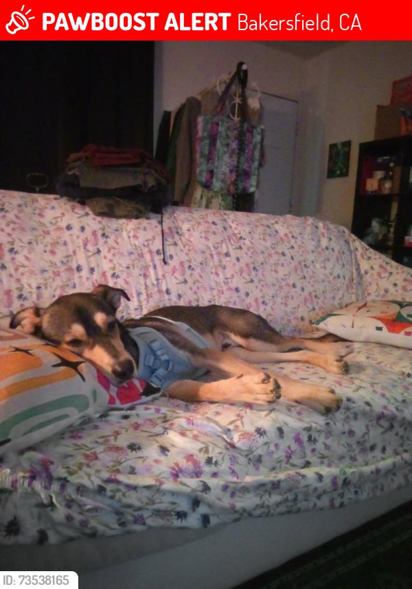 Lost Male Dog last seen S Union Ave / E White Ln, Bakersfield, CA 93307