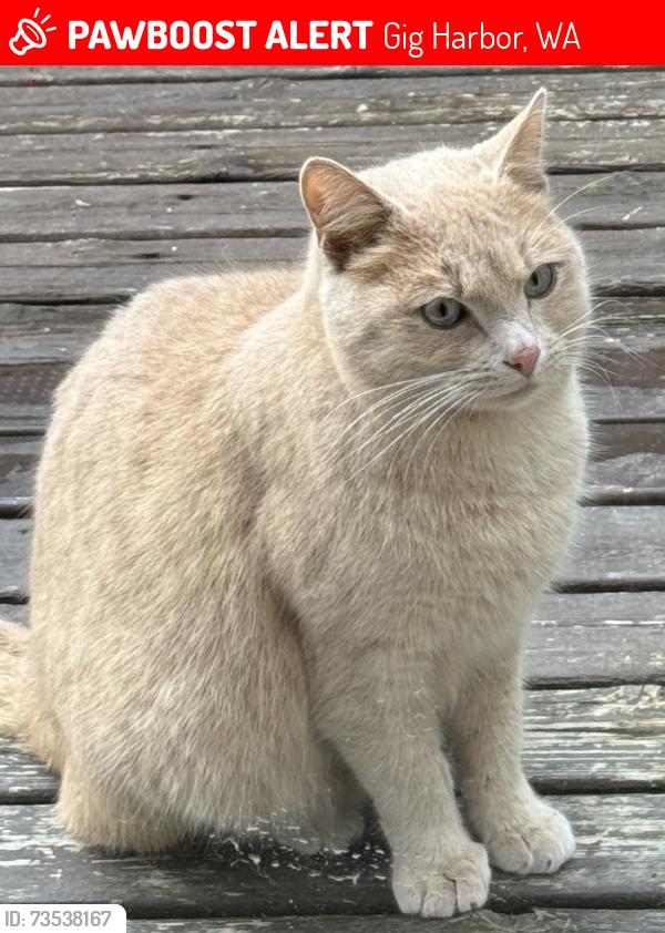 Lost Male Cat last seen Hunt street and 51 Ave NW, Gig Harbor, WA 98335