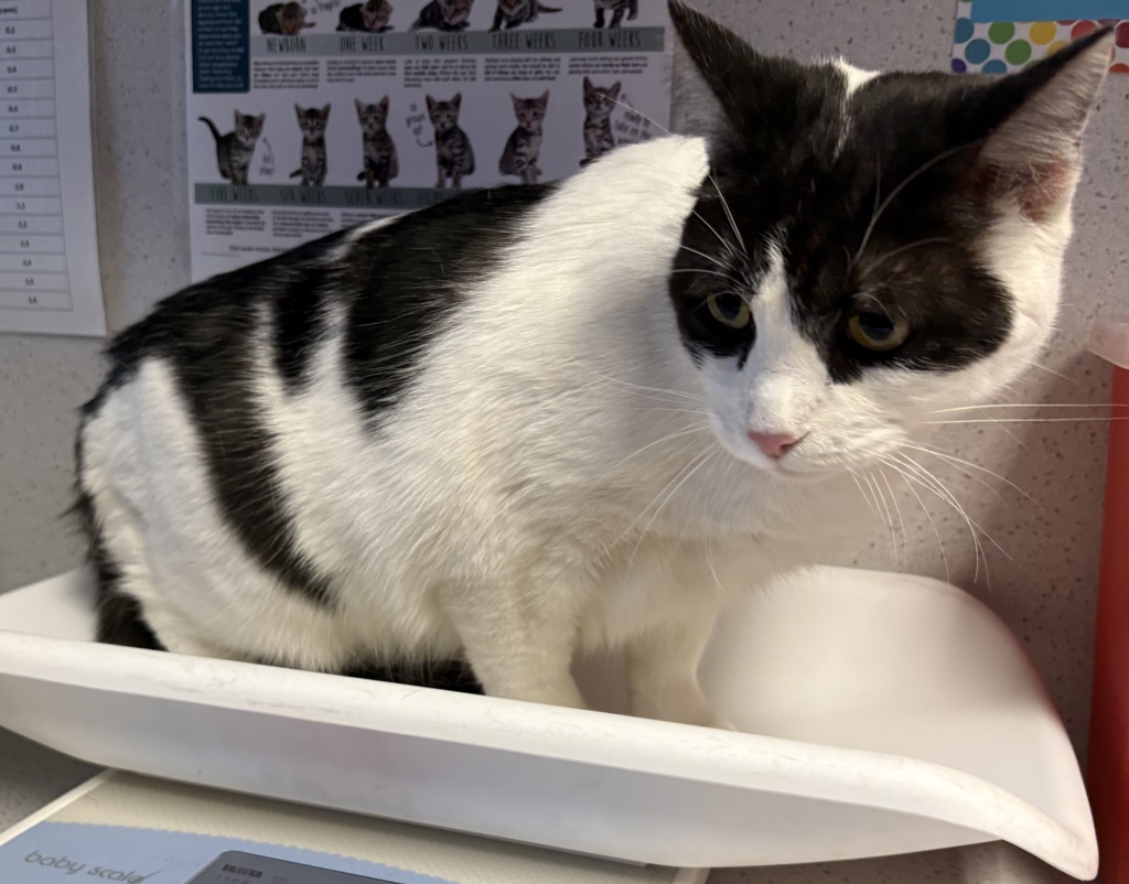 Shelter Stray Male Cat last seen Near E 3300 S, MILLCREEK, UT, 84106, 511 W 3900 S, Salt Lake City, UT 84123, USA