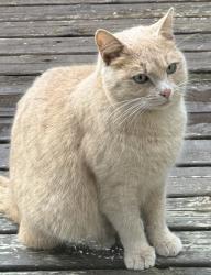 Lost Male Cat last seen Hunt street and 51 Ave NW, Gig Harbor, WA 98335
