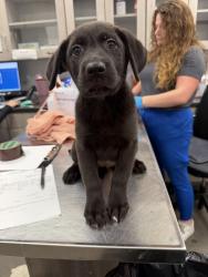 Shelter Stray Female Dog last seen Near Verdun Street, LAFAYETTE, LA, 70501, 410 Dugas Rd, Lafayette, LA 70507, USA