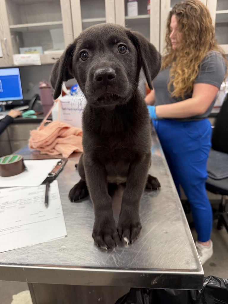 Shelter Stray Female Dog last seen Near Verdun Street, LAFAYETTE, LA, 70501, 410 Dugas Rd, Lafayette, LA 70507, USA