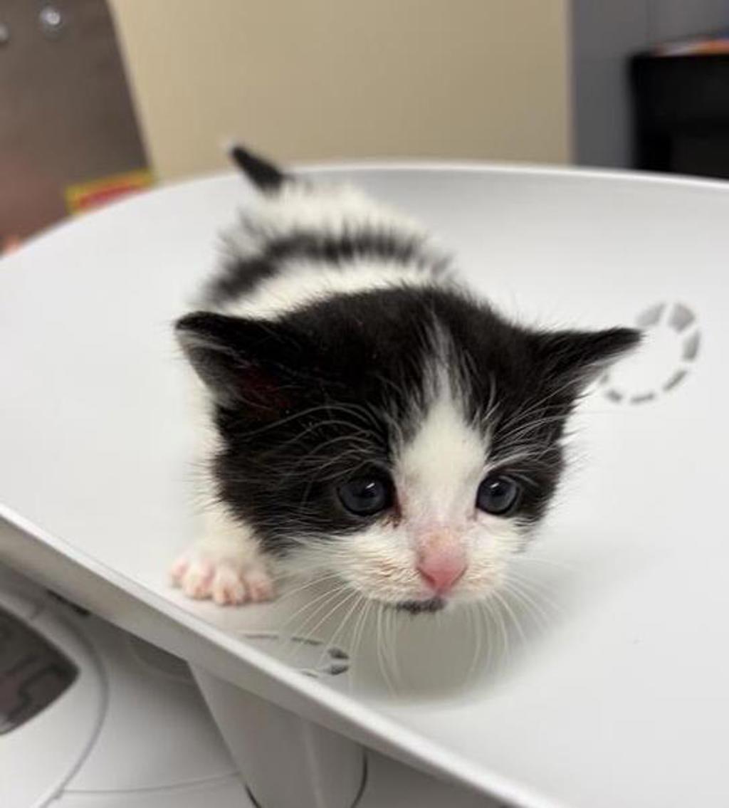 Shelter Stray Female Cat last seen Near 11th Street SW, GREAT FALLS, MT, 59404, 1010 25th Ave NE, Great Falls, MT 59404, USA