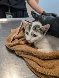 Shelter Stray Female Cat last seen Near Toyne Street, San Diego, CA, 92102, 5500 Gaines St, San Diego, CA 92110, USA