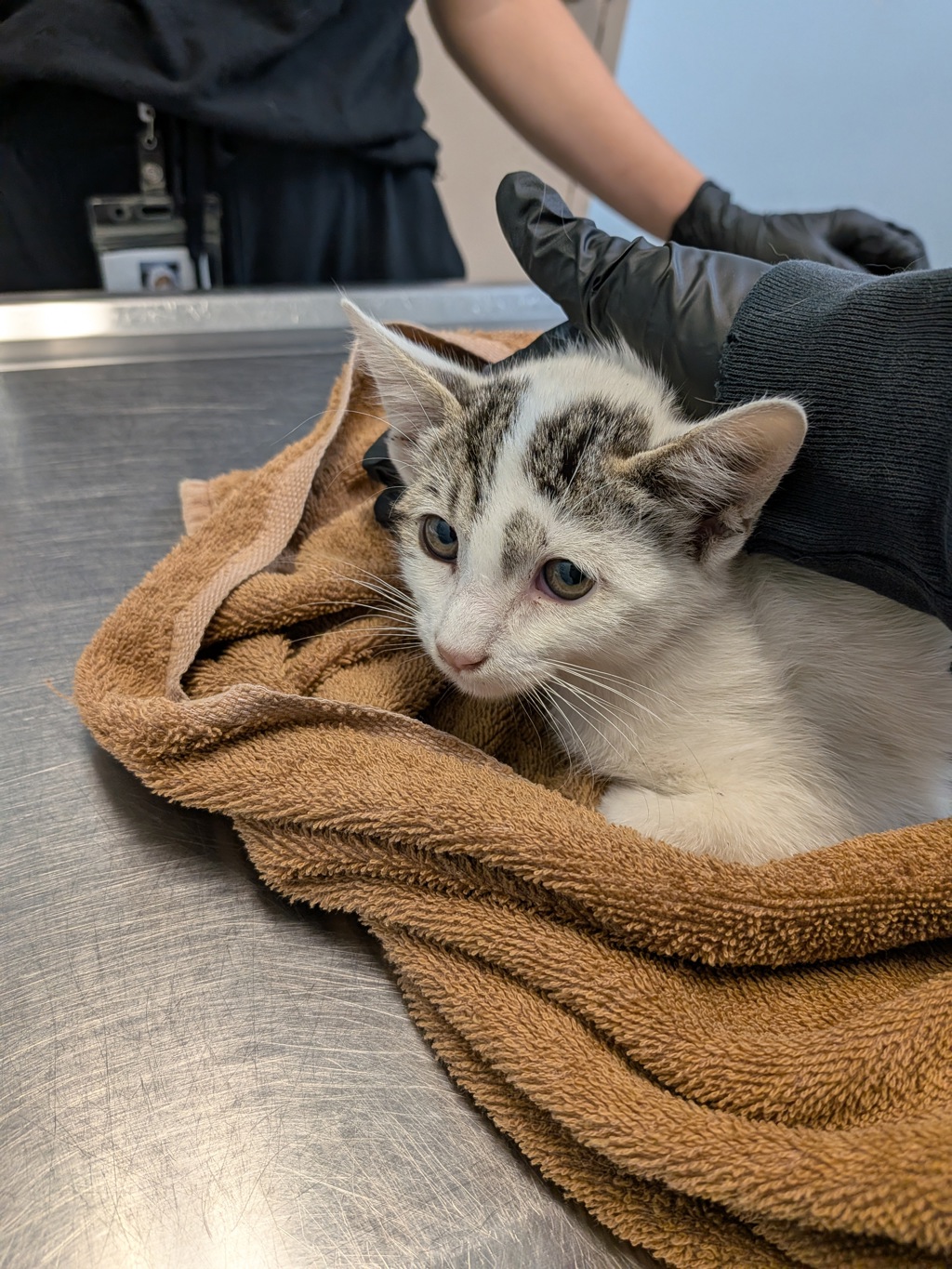 Shelter Stray Female Cat last seen Near Toyne Street, San Diego, CA, 92102, 5500 Gaines St, San Diego, CA 92110, USA