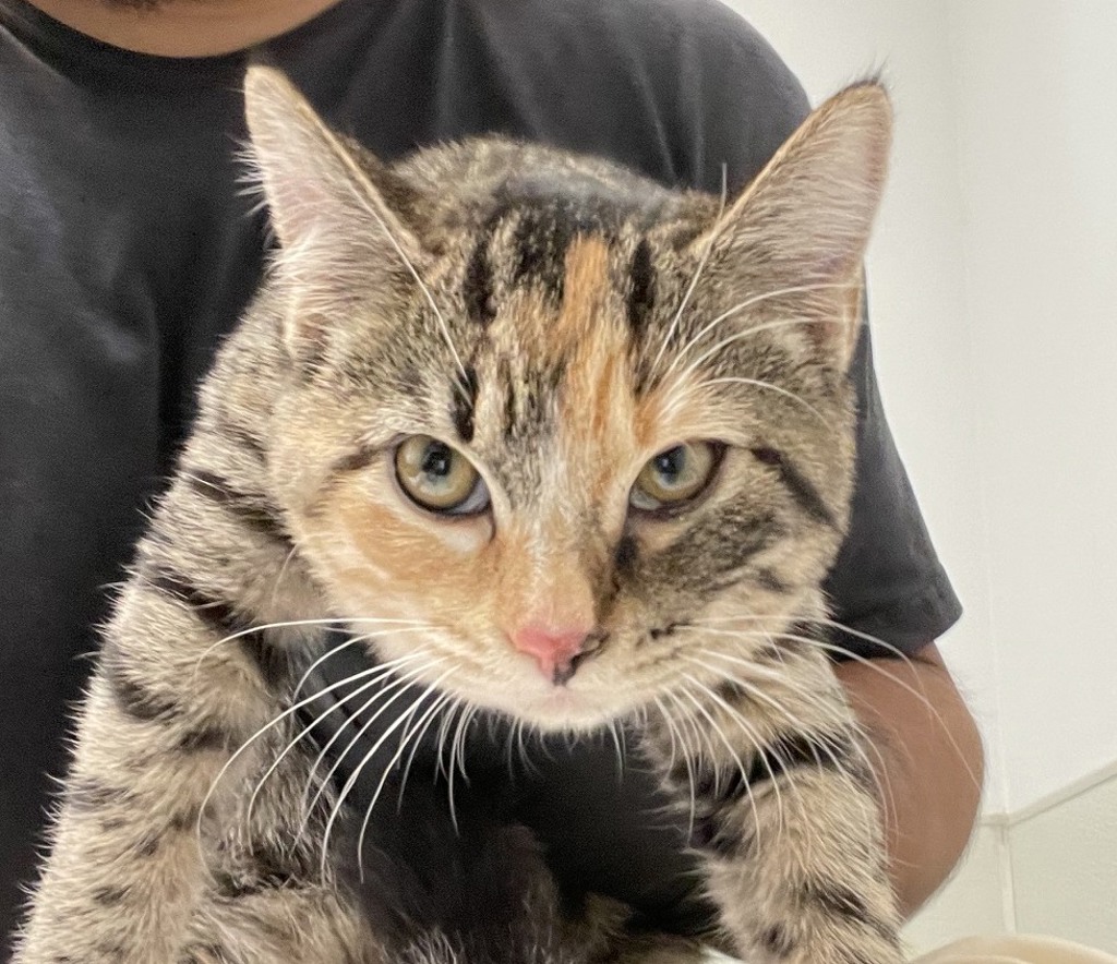 Shelter Stray Female Cat last seen Near Guy Street, San Diego, CA, 92103, 5500 Gaines St, San Diego, CA 92110, USA