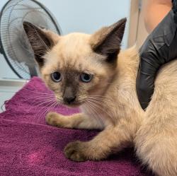 Shelter Stray Male Cat last seen in an alley, San Diego, CA, 92102, 5500 Gaines St, San Diego, CA 92110, USA