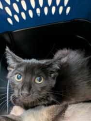 Shelter Stray Female Cat last seen in an alley, San Diego, CA, 92102, 5500 Gaines St, San Diego, CA 92110, USA