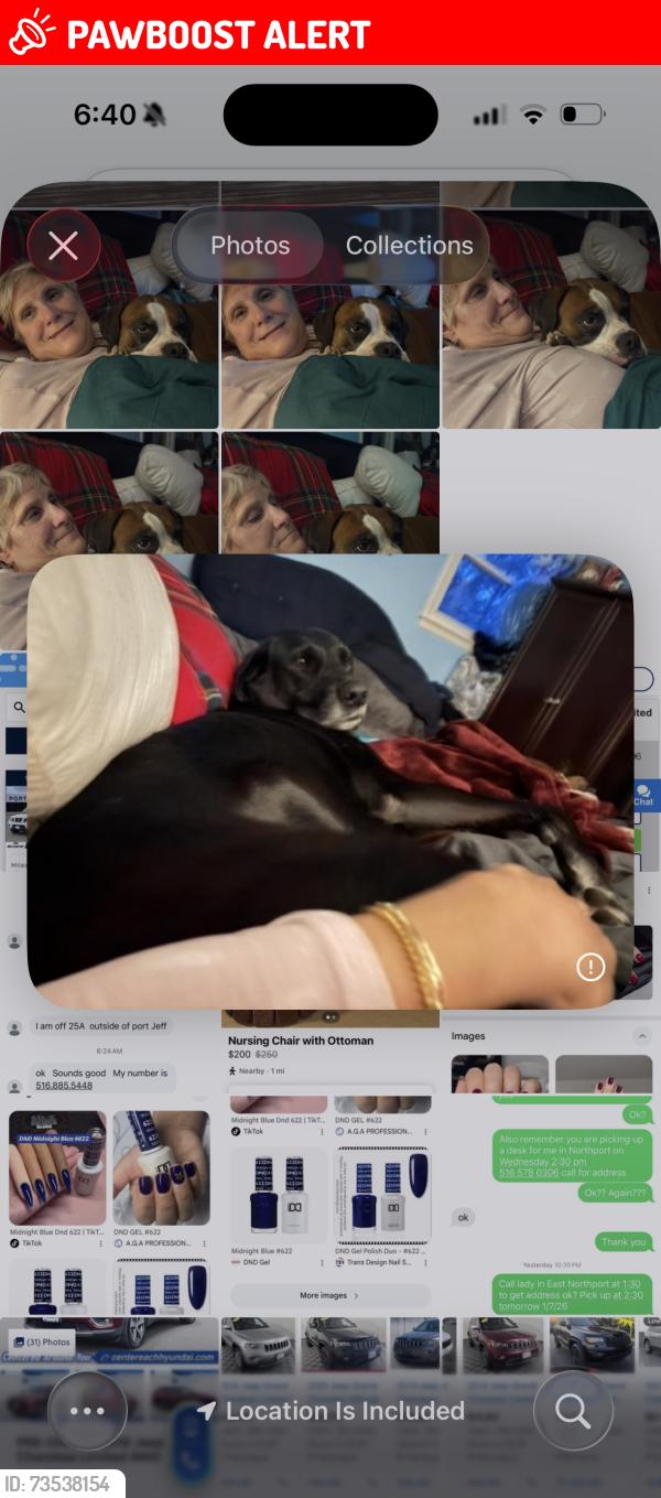Lost Male Dog last seen Near Mink lane East Setauket, Setauket- East Setauket, NY 11733
