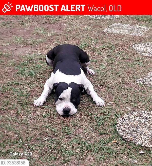 Lost Male Dog last seen Underpass on waterford Rd wacol, Wacol, QLD 