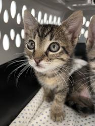 Shelter Stray Female Cat last seen Rosa Linda Street, San Diego, CA, 92154, 5500 Gaines St, San Diego, CA 92110, USA