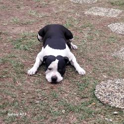 Lost Male Dog last seen Underpass on waterford Rd wacol, Wacol, QLD 