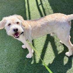 Shelter Stray Male Dog last seen Not Provided. Memorial Park, San Diego, CA, 92113, 5500 Gaines St, San Diego, CA 92110, USA