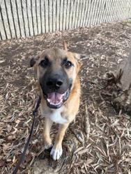 Shelter Stray Male Dog last seen Arbor Drive, San Diego, CA, 92103, 5500 Gaines St, San Diego, CA 92110, USA