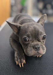 Found/Stray Male Dog last seen Near 10th Street, Manhattan Beach, CA 90266