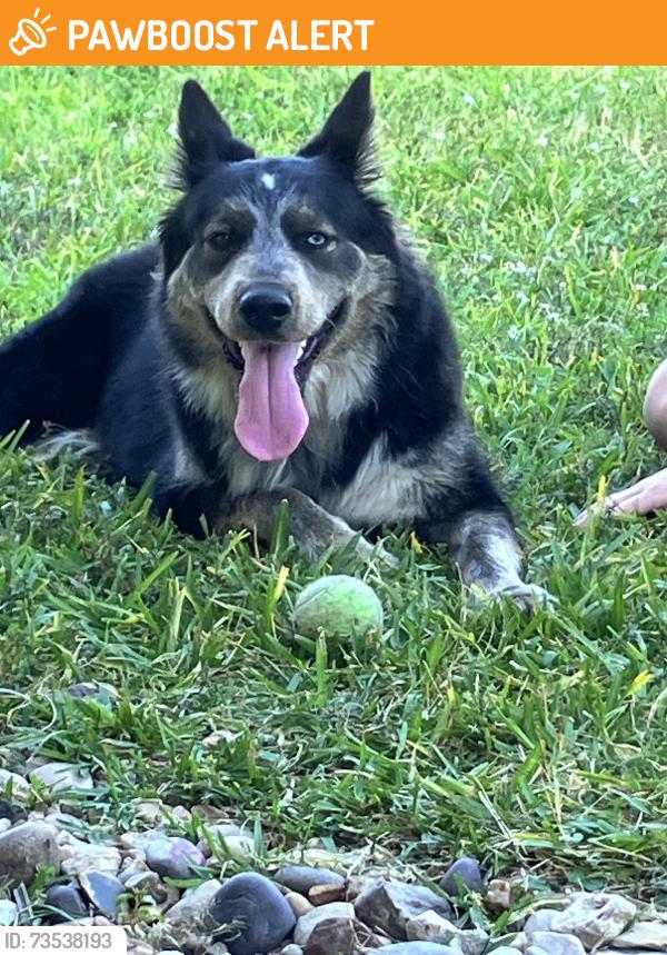 Found/Stray Female Dog last seen Cimarron Creek Neighborhood, Montgomery County, TX 77354