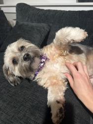 Reunited Female Dog last seen NW Leonard and Hamilton, Grand Rapids, MI 49504