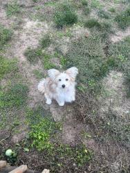 Found/Stray Female Dog last seen 45th and Oliver, Bel Aire, KS 67220