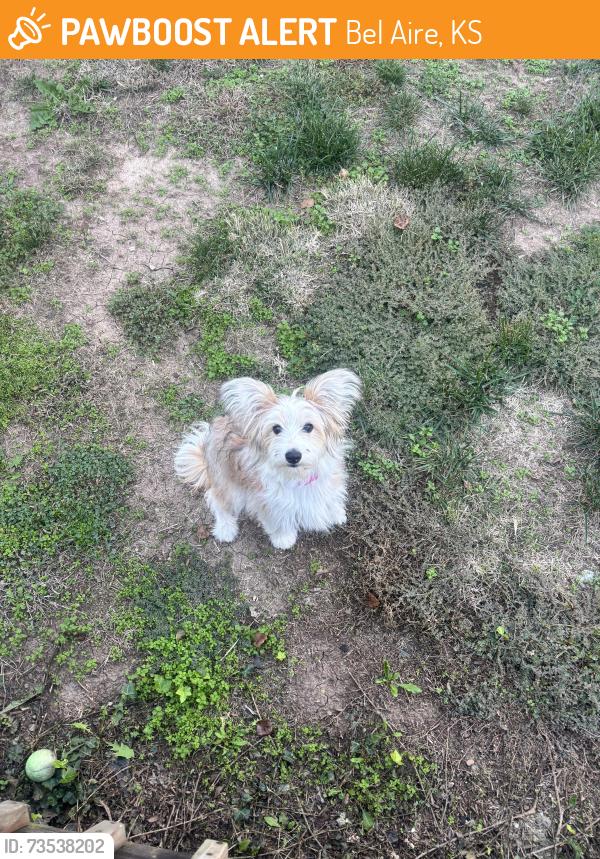 Found/Stray Female Dog last seen 45th and Oliver, Bel Aire, KS 67220
