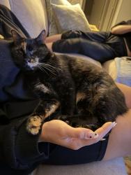 Lost Female Cat last seen Norton x Gardner, West Hollywood, CA 90046