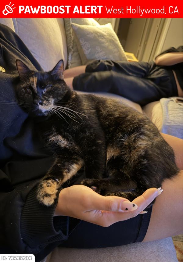 Lost Female Cat last seen Norton x Gardner, West Hollywood, CA 90046