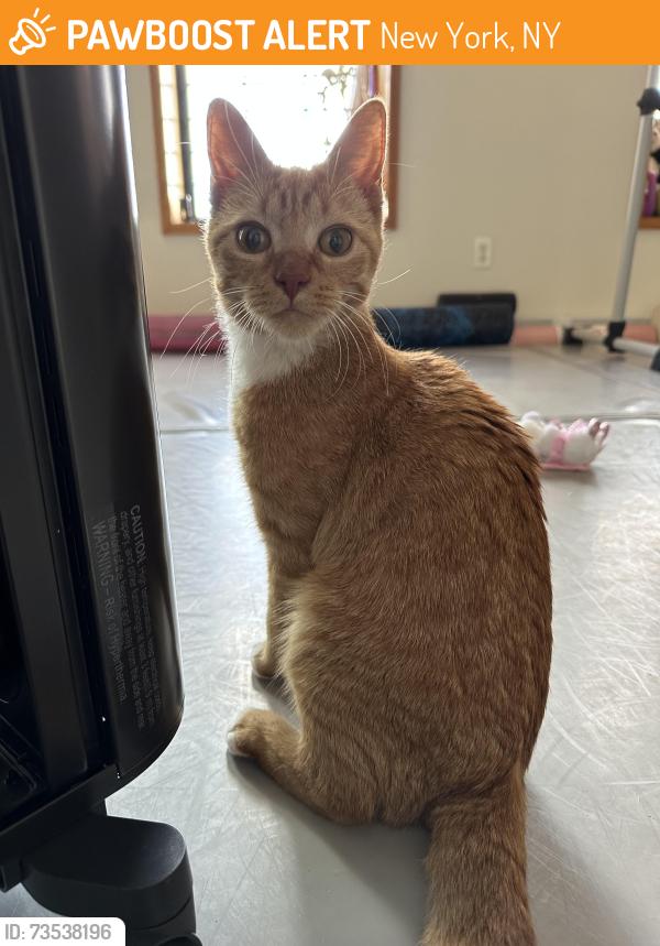 Found/Stray Female Cat last seen 127th st Madison avr, New York, NY 10035