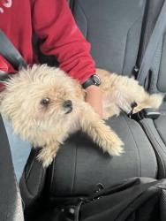 Reunited Male Dog last seen Conifer and Willow, Anaheim, CA 92805