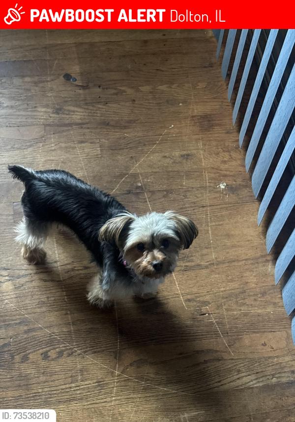 Lost Female Dog last seen Near blackstone, Dolton, IL 60419