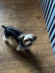 Lost Female Dog last seen Near blackstone, Dolton, IL 60419