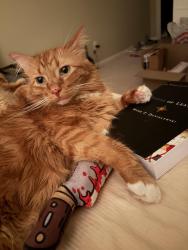 Reunited Male Cat last seen Woods Mill and Conway, Chesterfield, MO 63017