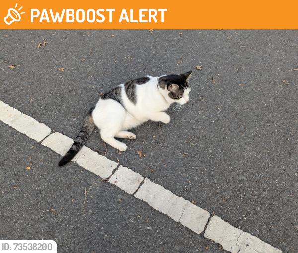 Found/Stray Male Cat last seen Green Street (parking lot of school 26), Woodbridge Township, NJ 08830