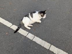 Found/Stray Male Cat last seen Green Street (parking lot of school 26), Woodbridge Township, NJ 08830